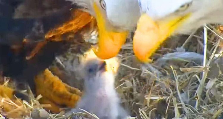 Schwerer Schneesturm trifft Adlernest - wie die Adler um ihre Babys kämpfen, berührt die ganze Welt