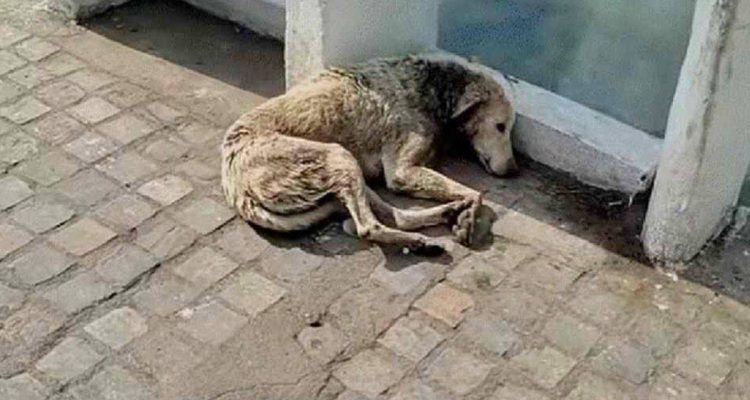 Schwerverletzt und hoffnungslos- Straßenhund will nur noch sterben, doch plötzlich ändert sich alles