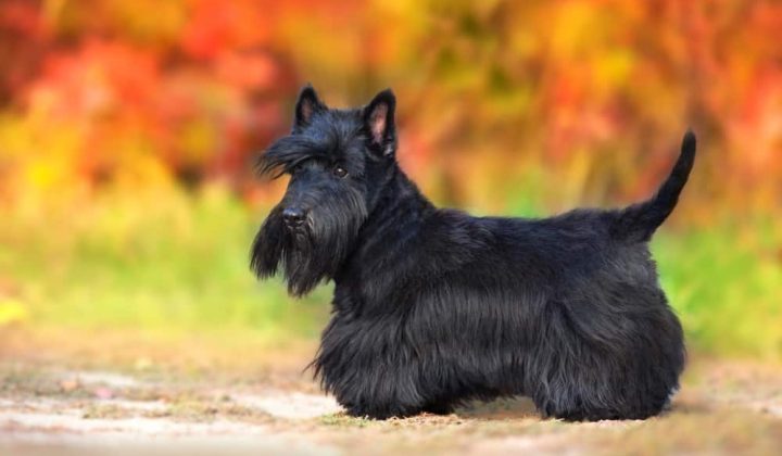 Scottish Terrier im Porträt