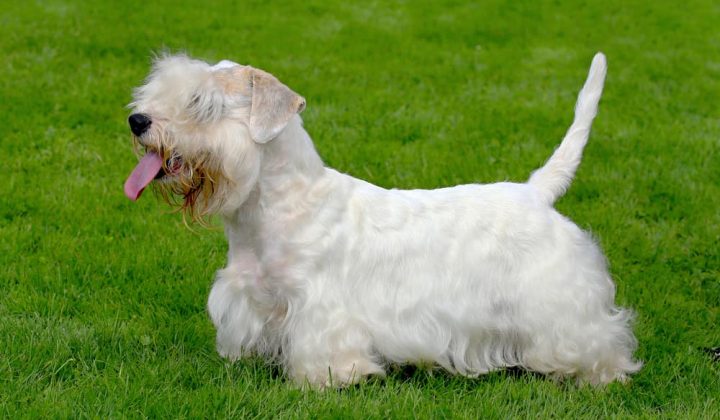 Sealyham Terrier im Porträt