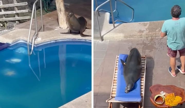 Seelöwe springt in den Pool - Was er dann macht, sorgt für schallendes Gelächter