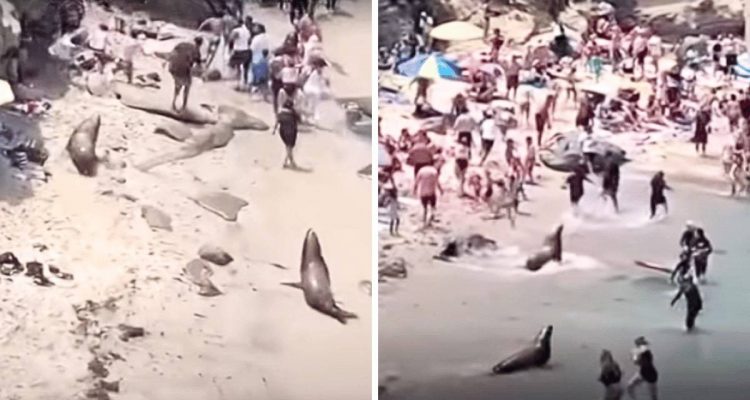 Seelöwen auf Menschenjagd? Darum verbreiten 2 wütende Seelöwen ungewollt Panik am Strand