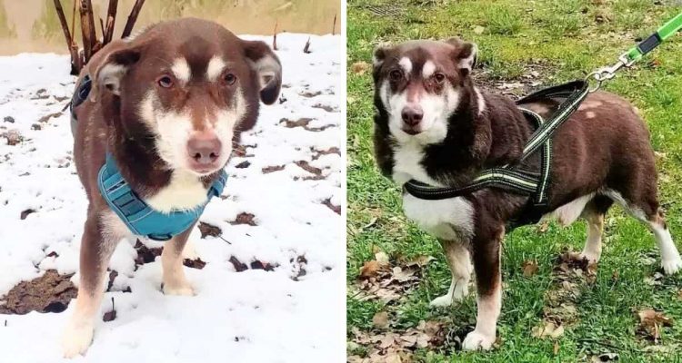 Sein Besitzer ist schwerkrank- Nun hofft der süße Hunde-Opa Mischa im Tierheim auf ein neues Zuhause