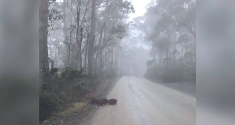 Seltenes Glück- Autofahrer können es nicht fassen, als sie diese scheuen Tiere im Nebel entdecken