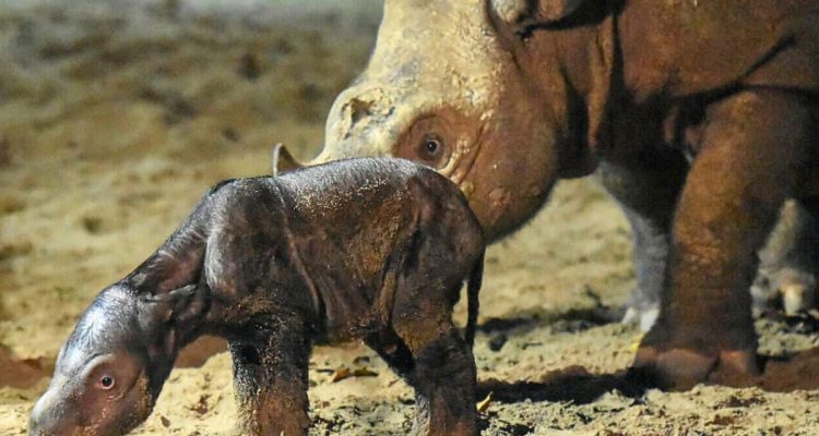 Willkommen auf der Welt, kleines Baby: Seltenes Sumatra-Nashorn in Indonesien geboren