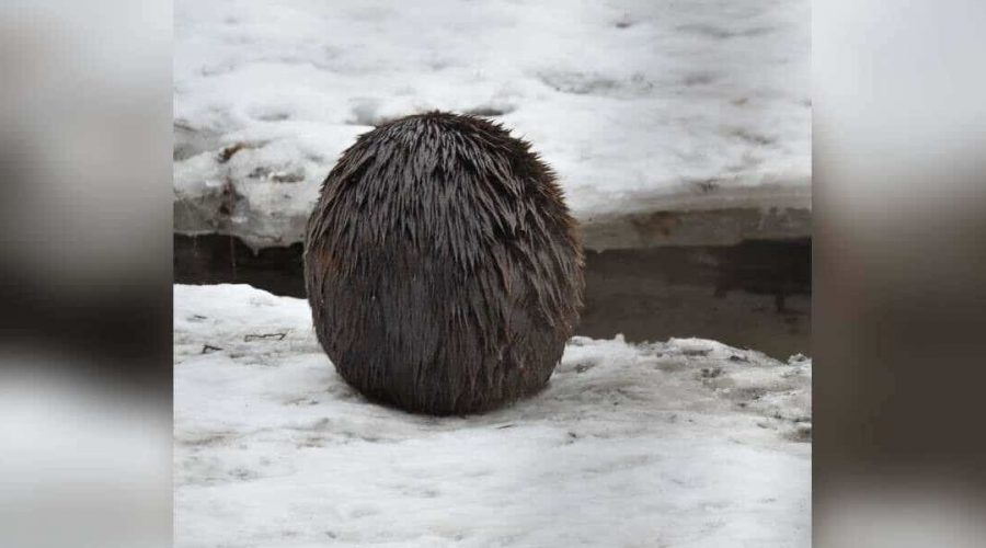 Seltsame Pelz-Kugel im Schnee entdeckt – das ganze Internet rätselt über dieses Wesen