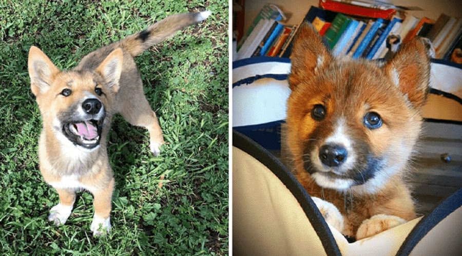 Sensationeller Fund – seltener Dingo für streunenden Welpen gehalten