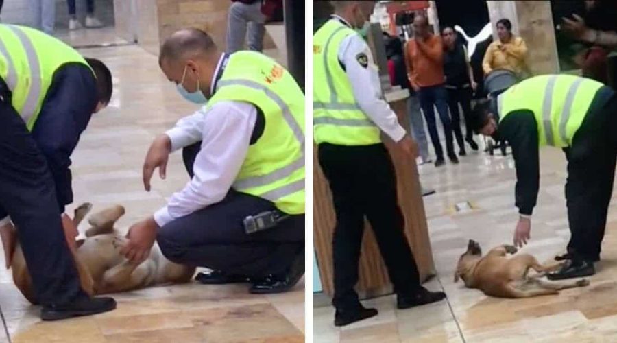 Sicherheitsleute sollen Hund aus Einkaufszentrum werfen - Doch es verläuft ganz anders als geplant