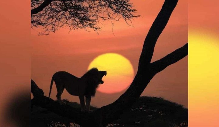 Sie erinnern an “König der Löwen” Fotograf schießt atemberaubende Bilder in der Wildnis