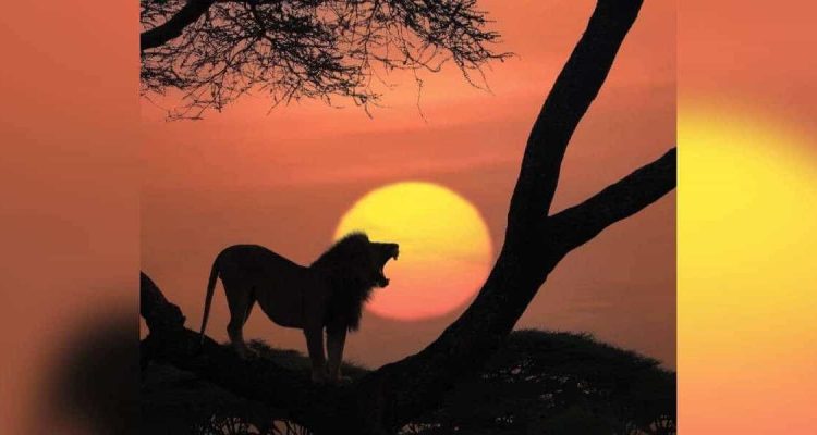 Sie erinnern an “König der Löwen” Fotograf schießt atemberaubende Bilder in der Wildnis
