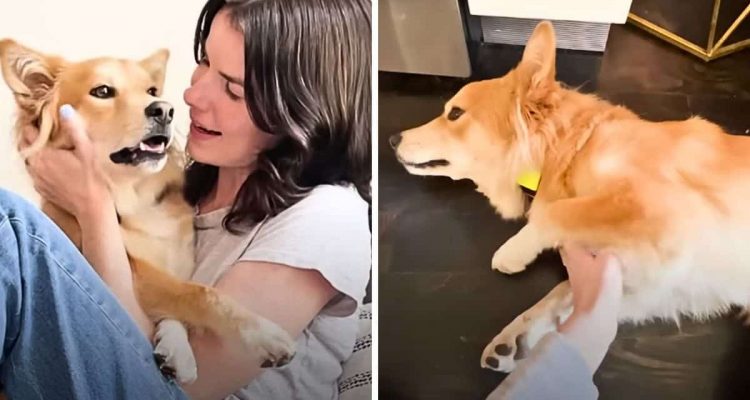 Junge Frau adoptiert Hund – erst 2 Monate später merkt sie, dass er eine schwere Krankheit hat