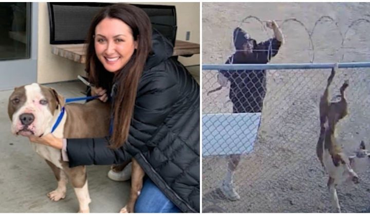Skandal-Video geht viral Herzloser Besitzer wirft Hund über 2,5 Meter hohen Zaun und verschwindet