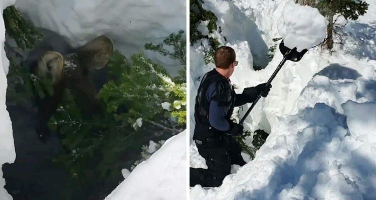 Snowboarder entdecken großes Loch im Boden - als sie sehen, wer darin liegt, handeln sie sofort