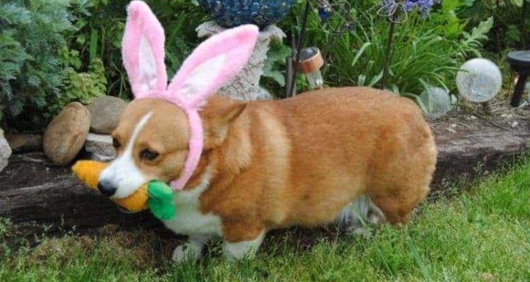 So süß 10 urkomische Bilder von Tieren, die dein Ostern versüßen werden