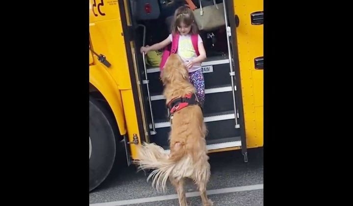 So süß Golden Retriever holt Mädchen jeden Tag vom Schulbus ab und trägt ihren Rucksack nach Hause