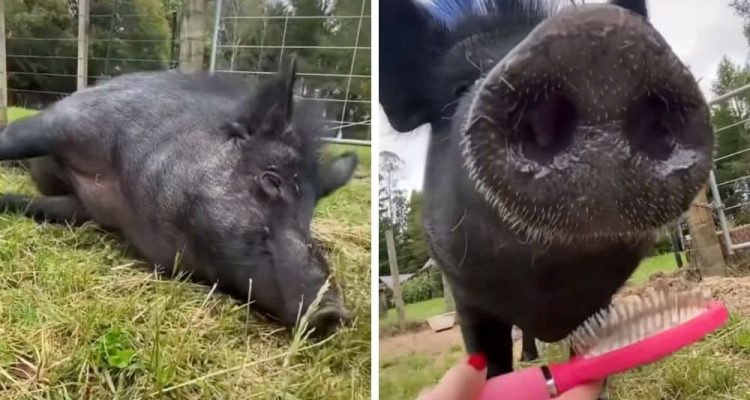 So süß Schwein genießt es, gekämmt zu werden - Niedliches Video verzaubert das Internet