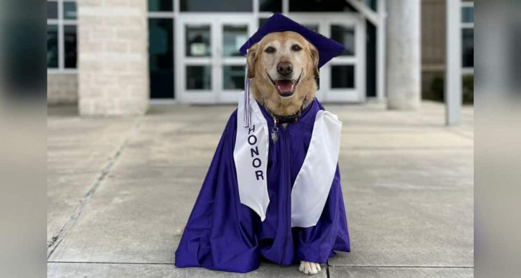 So süß: Therapiehund hilft seiner Besitzerin durch die Schule - und erhält dafür eine Auszeichnung
