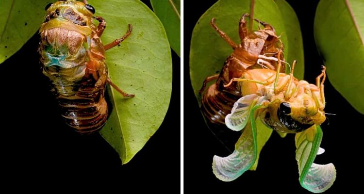 Spektakuläre Naturaufnahmen- Video zeigt, wie wunderschön eine Zikade nach ihrer Häutung aussieht