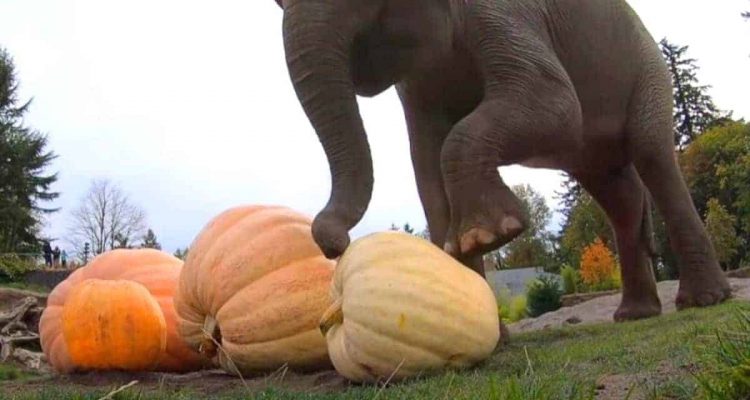 Stampfen für den Genuss: Wie Elefanten ihre Lieblingsfrucht “zubereiten”, ist wirklich sehenswert