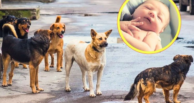 Straßenhund findet neugeborenes Baby in Müllbeutel - was er dann tut, ist unglaublich berührend