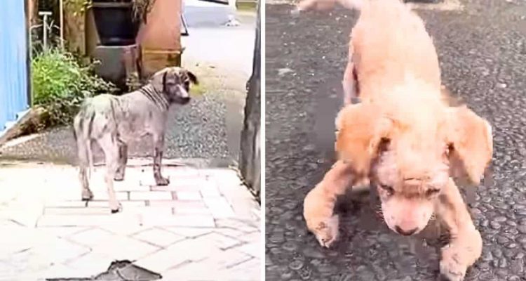 Straßenhund führt Helfer zu einem Versteck - dort erwartet sie ein Anblick, der das Herz zerreißt