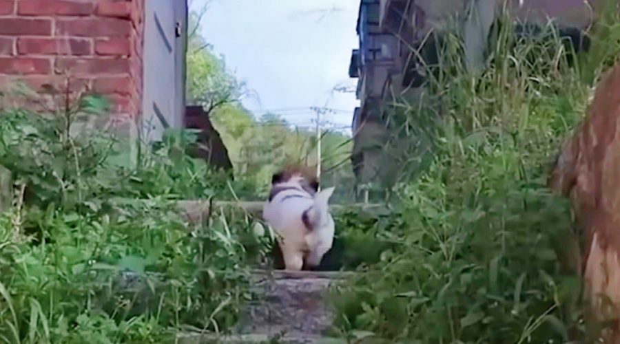 Straßenhund führt Tierschützer zu verlassenem Gebäude – der Grund macht sie fassungslos