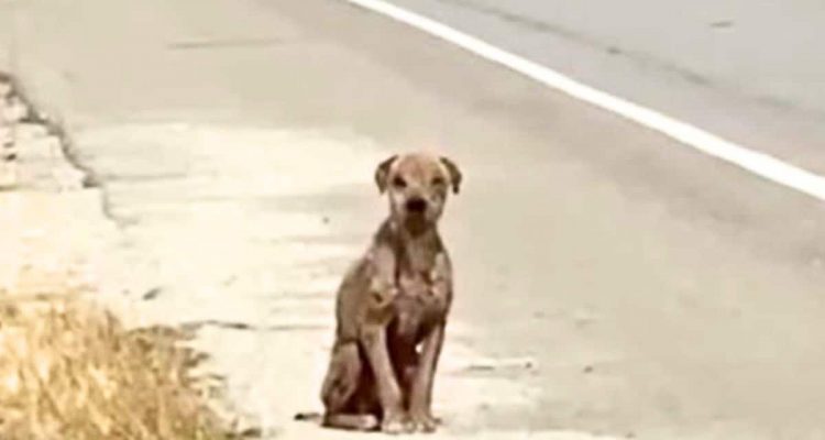 Straßenhund in schockierendem Zustand: Wie er trotzdem seinen Lebensmut behält, rührt alle zu Tränen