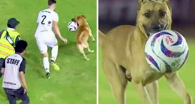 Straßenhund schnappt sich Ball bei Fußballspiel - wie ein Team reagiert, ist einfach herzerwärmend