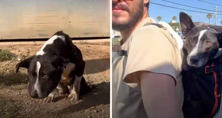 Straßenhund von Auto angefahren und gelähmt - wie ein junges Paar ihm hilft, geht mitten ins Herz