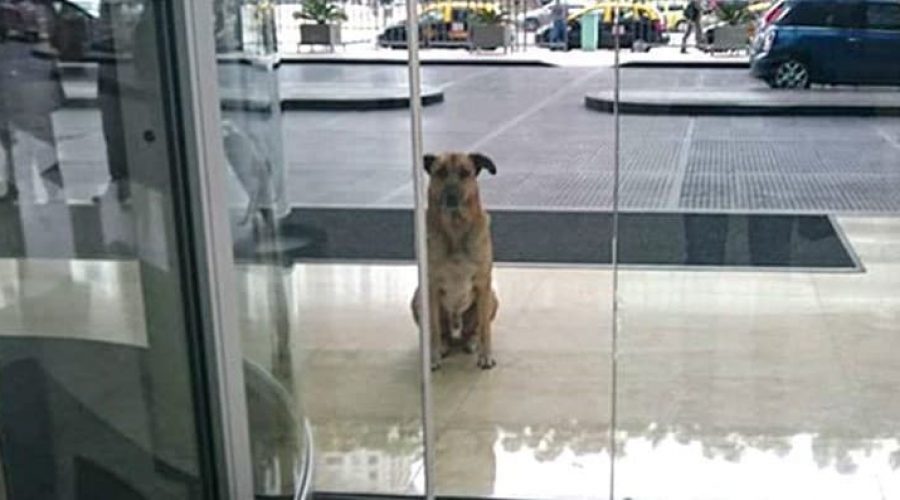 Straßenhund wartet immer wieder auf Flugbegleiterin am Hotel - was sie dann tut, ist herzergreifend