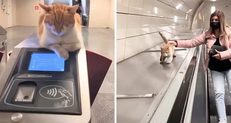 Streunende Katze kommt jeden Tag in türkischen U-Bahnhof – Der Grund dafür macht einfach gute Laune