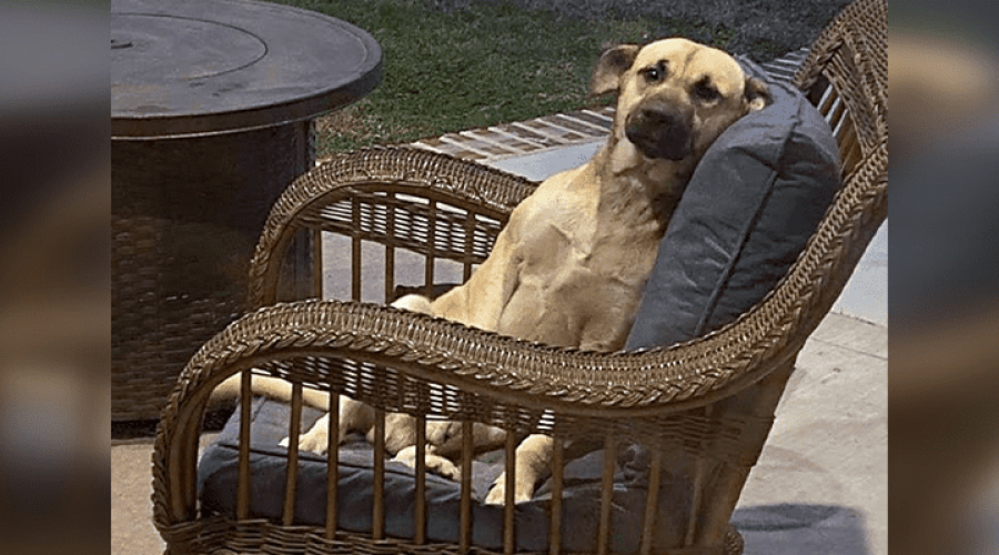 Streunender Hund wird auf Veranda gefunden und erhält ein neues Zuhause