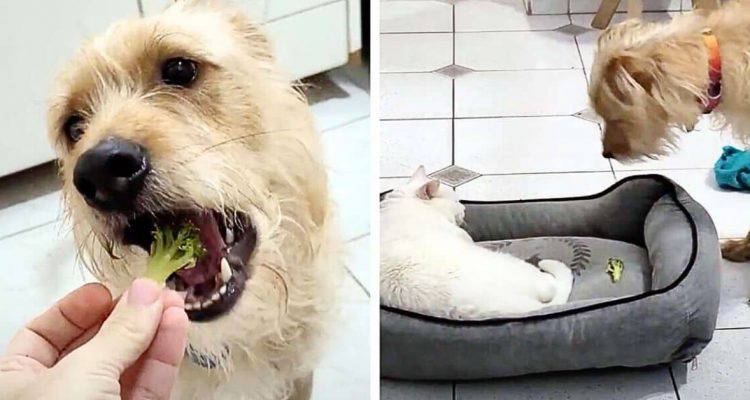 Süße Tierfreundschaft: Was dieser Hund mit seinem Katzen-Freund teilt, bringt Herzen zum Schmelzen