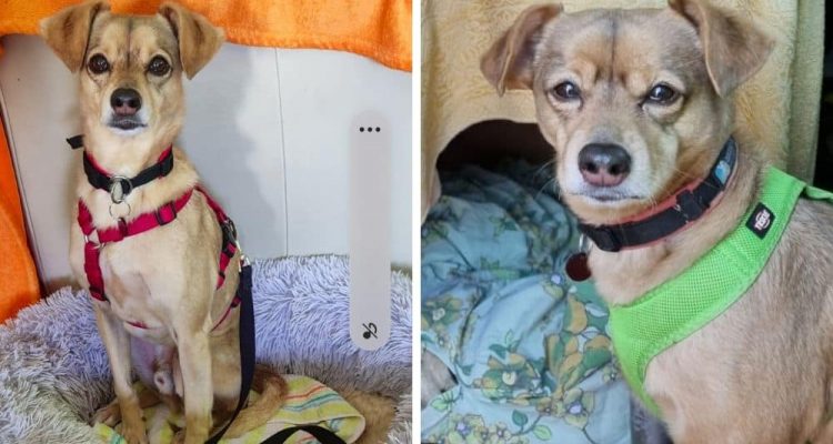 Süßer Terrier-Mix “Niko” wurde immer weitergereicht - Wer schenkt ihm ein endgültiges Zuhause