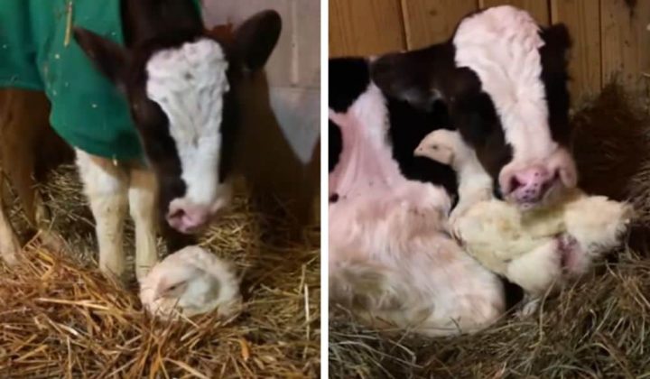Süßes Video Die Reaktion dieser Baby-Kuh auf ein Huhn verzaubert absoluten jeden Tierfreund