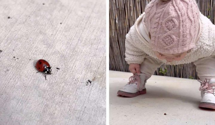Süßes Video Die Reaktion dieses Mädchens auf einen Marienkäfer ist einfach unfassbar niedlich