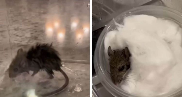 Süßes Video Mann rettet unterkühlte Maus - und wird im Internet als Held gefeiert