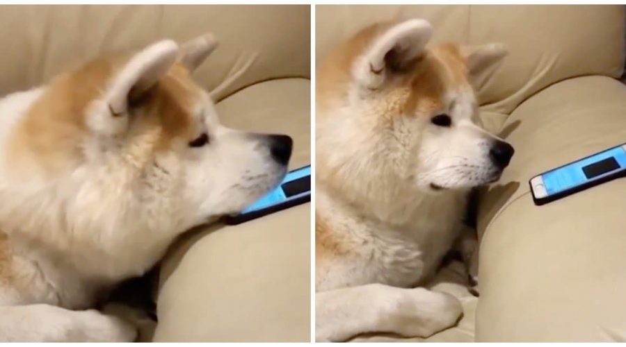 Süßes Video Wie dieser Hund auf Stimme der Schwester am Telefon reagiert, ist einfach herzerwärmend