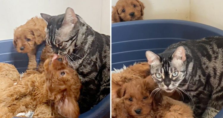 Süßes Video geht viral Katze verliert ihre Babys - und wird dann Mama von süßen Hundewelpen