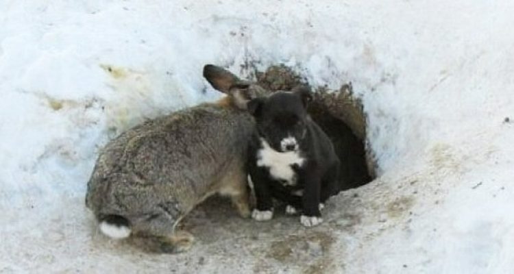 “Er entwickelte einen Mutterinstinkt”: Hase nimmt 3 Welpen in Bau auf und rettet sie vor Kälte-Tod