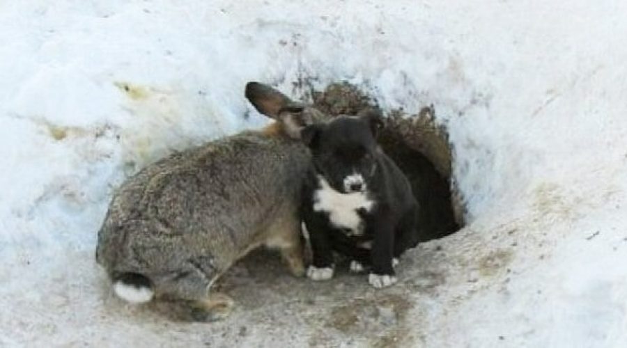 “Er entwickelte einen Mutterinstinkt”: Hase nimmt 3 Welpen in Bau auf und rettet sie vor Kälte-Tod