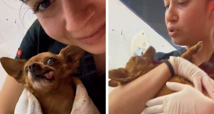 Süßes Video geht viral Wie diese Tierarzthelferin Hunde nach der Narkose begrüßt, erwärmt das Herz
