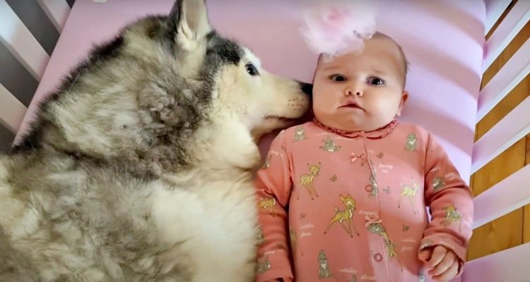 Süßes Video geht viral Wie dieser Husky das Baby zum Einschlafen bringt ist einfach bezaubernd