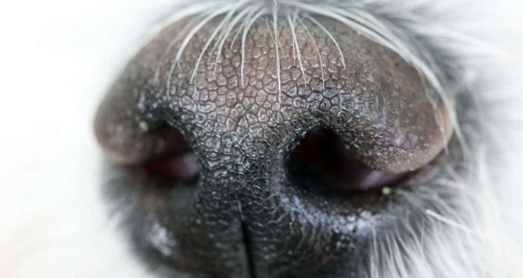 Super-Spürnasen: Wie Hunde bei der Diagnose von Post-COVID helfen, beeindruckt die Wissenschaft