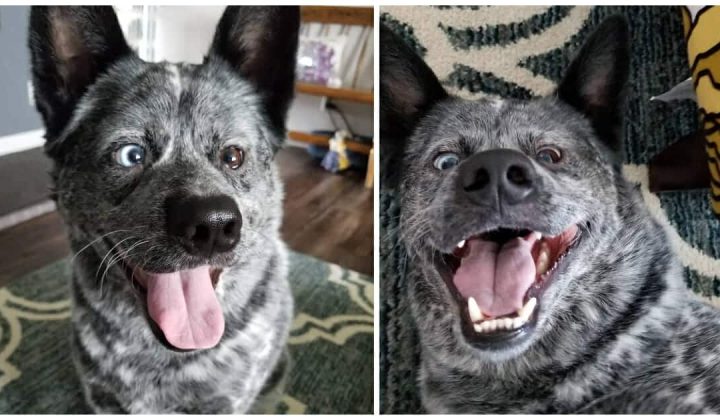 Hund “Moose” fehlen Teile des Gehirns & soll eingeschläfert werden - Dann adoptiert ihn eine Frau