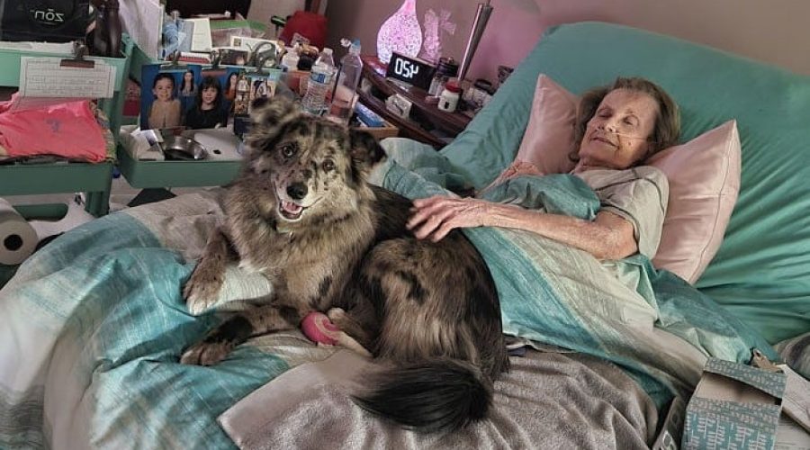 Täglicher Besuch bei alter kranker Frau Dieser Hund beweist, dass Tiere die beste Medizin sind