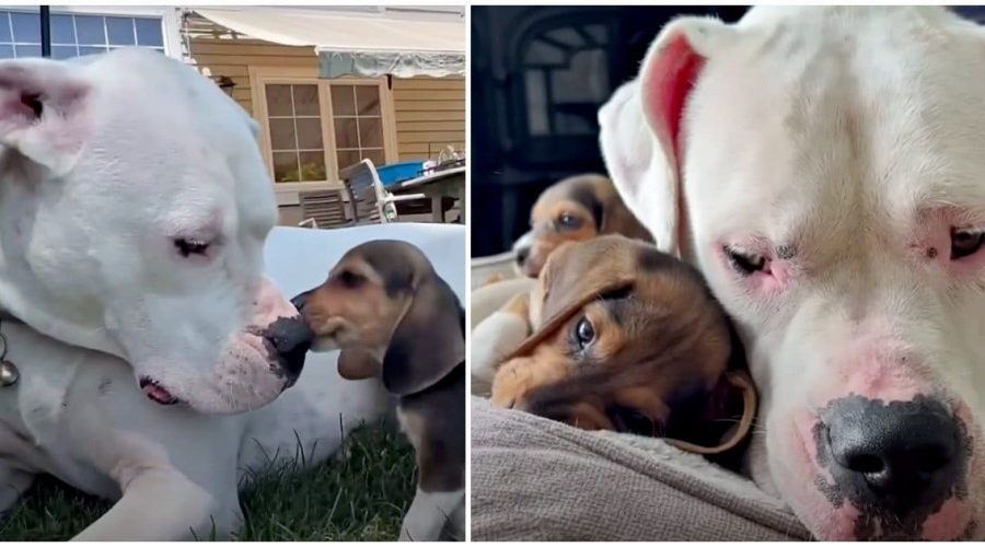 Taube Hündin wird Pflegemama von 7 Beagle-Welpen - Das süße Video lässt Millionen Herzen schmelzen