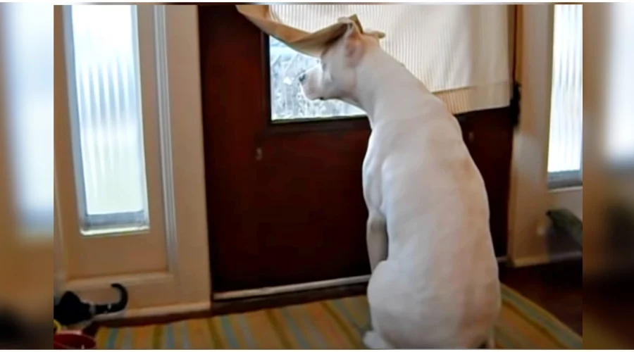 Tauber Hund wartet 8 Stunden auf die Heimkehr seines Herrchens - Video berührt Millionen Herzen