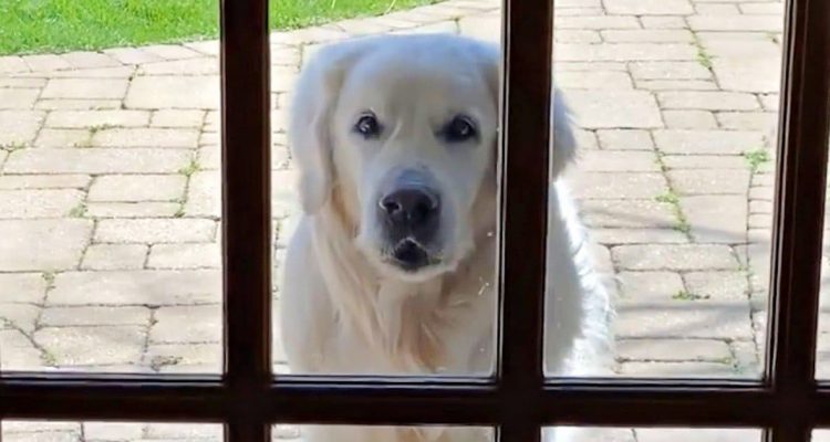 Tauber und blinder Hund besucht jeden Tag seine Nachbarn - Der Grund dafür lässt einfach alle Herzen schmelzen