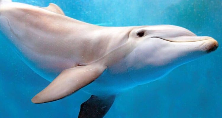Taucher sehen Delfin, der sich seltsam verhält - was dann passiert, ist ein unvergessliches Geschenk